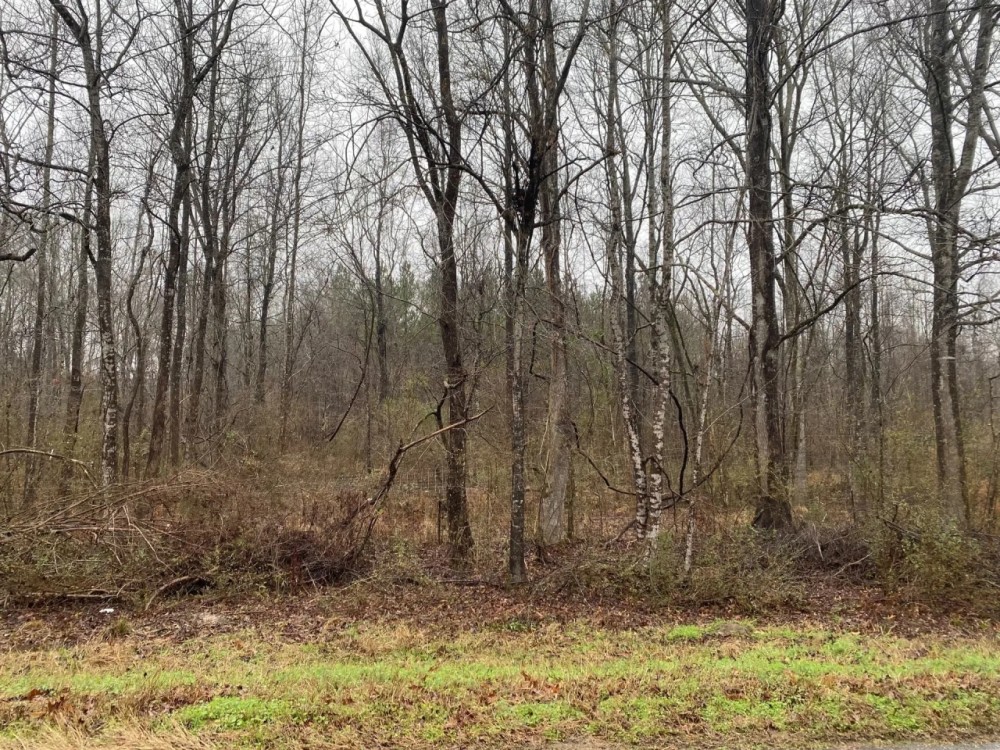 MS - Jefferson 254 acres - featured image