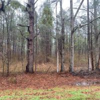 MS - Jefferson 254 acres - images 2