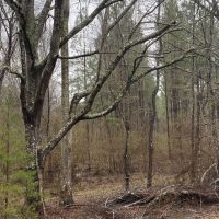 MS - Jefferson 254 acres - images 4