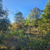 60 Buffalo Mtn images 5
