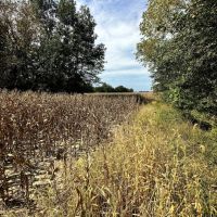 LA - Caldwell 240 acres - images 4