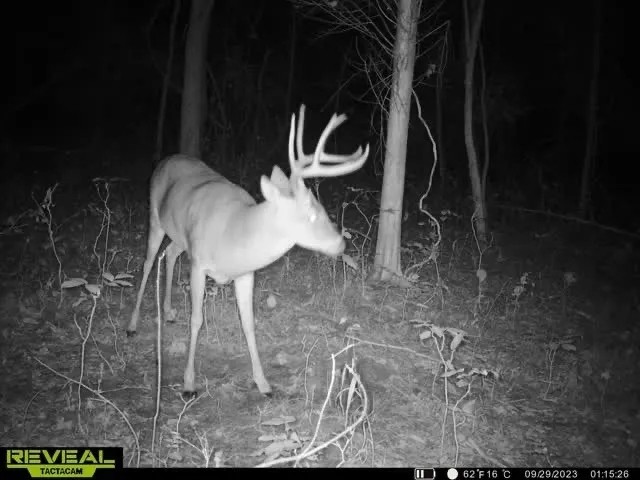 38 Acre Illinois Hunting Recreational Property for Sale - Jefferson County featured image