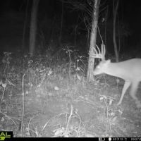 38 Acre Illinois Hunting Recreational Property for Sale - Jefferson County images 2
