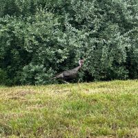 38 Acre Illinois Hunting Recreational Property for Sale - Jefferson County images 4