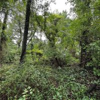 38 Acre Illinois Hunting Recreational Property for Sale - Jefferson County images 5
