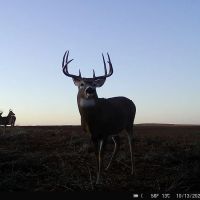 Snoopy Tanks 1120