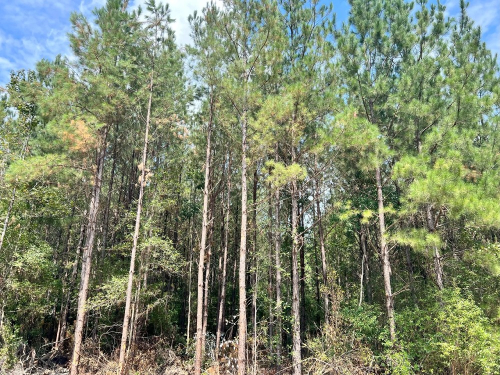 157 Acres in Wayne and Perry County MS featured image