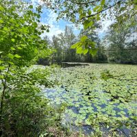 157 Acres in Wayne and Perry County MS images 2