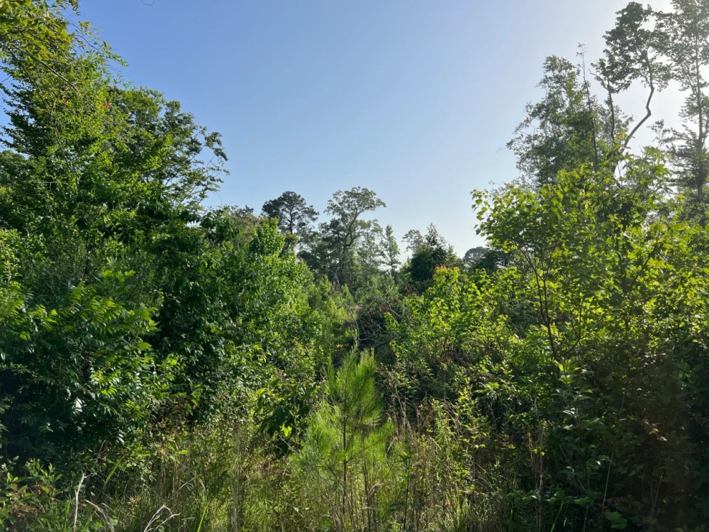 LA - Caldwell 79 acres - featured image