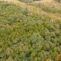 20 - Buffalo Mountain Woods images 2