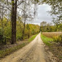 20 - Buffalo Mountain Woods images 3