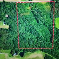 20 - Buffalo Mountain Woods images 4