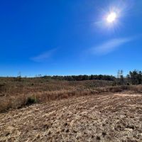55 Acres in Walthall County MS images 3