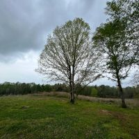 55 Acres in Walthall County MS images 4