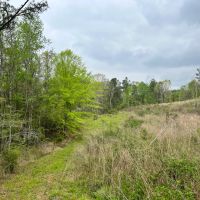 55 Acres in Walthall County MS images 5