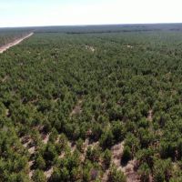 New Listing 59 - Ac TBD Private Rd 4145 Cross Plains images 2