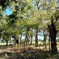 Price Improvement 125.69 - Acres Comanche County images 2