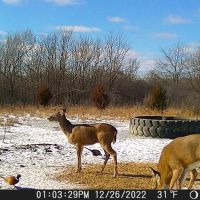 163 Acre Year Round Recreational Property with Income Lincoln County images 3