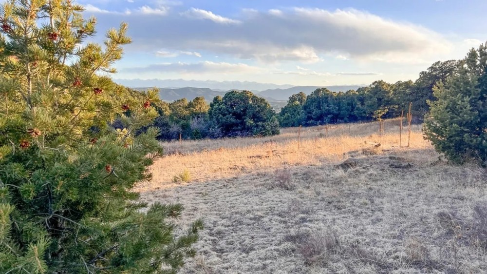 Wild Turkey Trail featured image