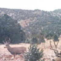 Wild Turkey Trail images 2