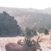 Wild Turkey Trail images 4