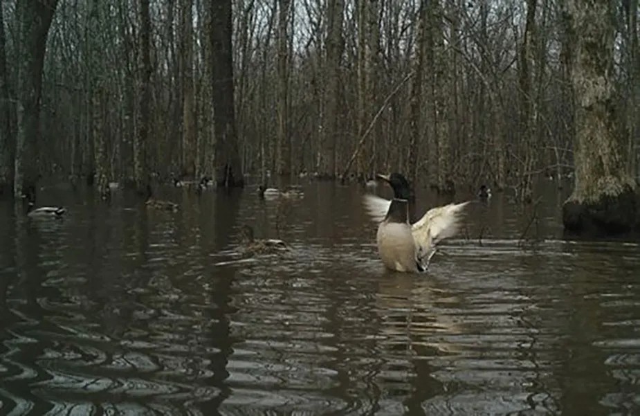 Premier Private Hunting Retreat For Sale In Southern Missouri featured image