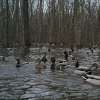 Premier Private Hunting Retreat For Sale In Southern Missouri images 2