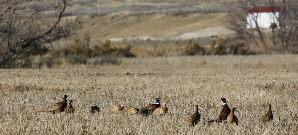 Spurs Furs Ranch featured image