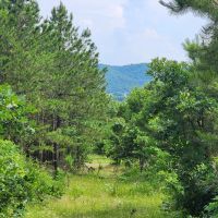14.6 acrs Buffalo Mtn Woods images 4