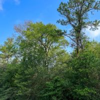 20.5 Acre Tract for Possible Investment Mini-Farm or Homesite for Sale Pulaski County