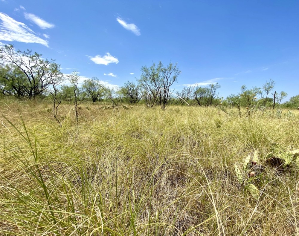 New Listing 10 - Acres Callahan County featured image