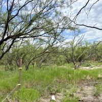 New Listing 10 - Acres Callahan County images 5