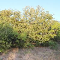 Price Improvement 25 Acres Eastland County images 2
