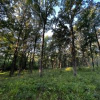 NEW LISTING 22 - Ac Pvt Rd TBD Abilene Tract 13 images 4