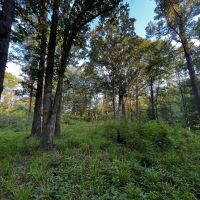 NEW LISTING 22 - Ac Pvt Rd TBD Abilene Tract 13 images 5