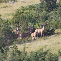 Coffee Creek Ranch images 2