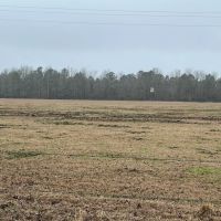 LA - Catahoula 95 acres - images 2