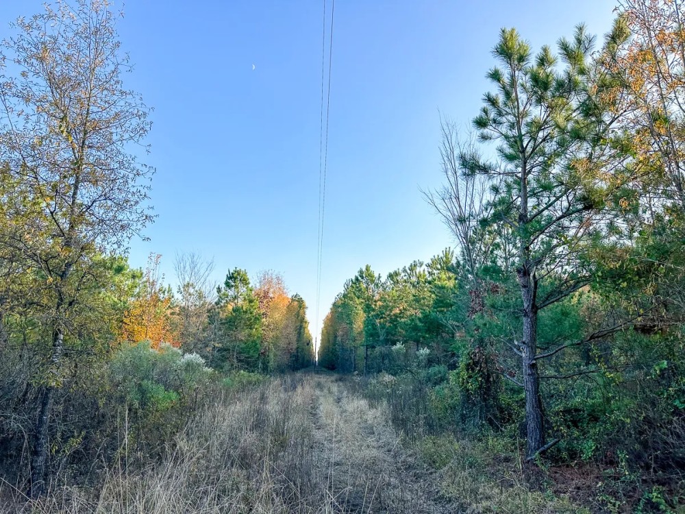 Rare find near Trail of Tears State Park 325 Arapaho Lane featured image