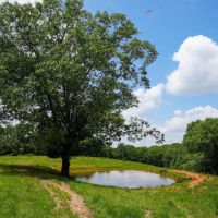 New PropertTurn-Key Cattle Farm Near Table Rock Lake images 4