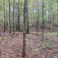 28.80 Acres in Simpson County MS images 2