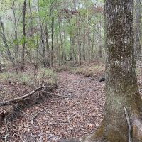 28.80 Acres in Simpson County MS images 3