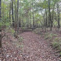 28.80 Acres in Simpson County MS images 4