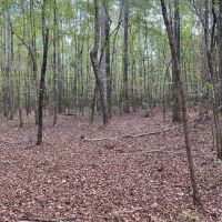 28.80 Acres in Simpson County MS images 5