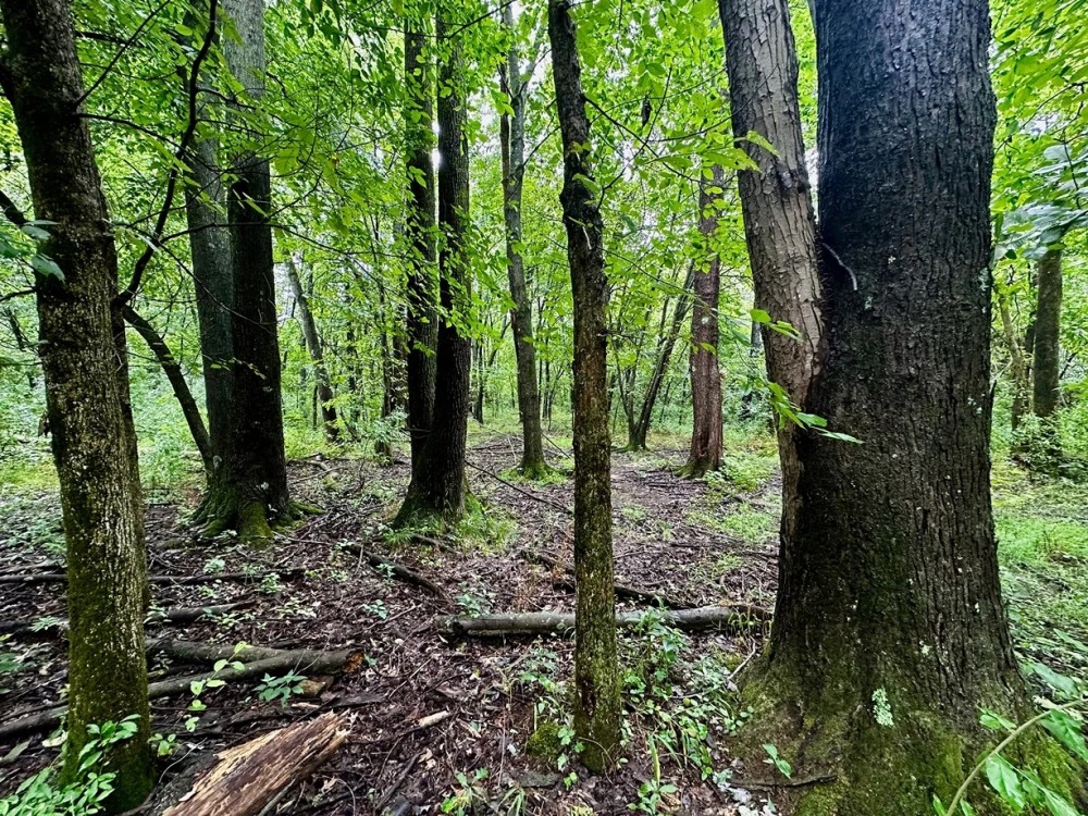29-acre Hunting Recreation Property in Jefferson County IL featured image