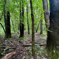 29-acre Hunting Recreation Property in Jefferson County IL