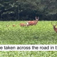 29-acre Hunting Recreation Property in Jefferson County IL images 2