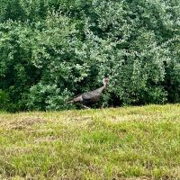 29-acre Hunting Recreation Property in Jefferson County IL images 3