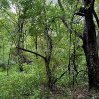 29-acre Hunting Recreation Property in Jefferson County IL images 5