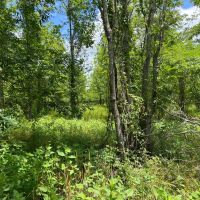 LA - Franklin 30 acres - images 3