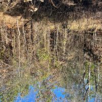 LA - Caldwell 40 acres - images 5